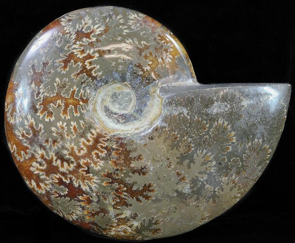 Polished, Agatized Ammonite (Cleoniceras) - Madagascar #59884